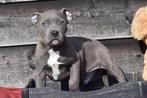 Amerikaanse stafford pups, Dieren en Toebehoren, België, 15 weken tot 1 jaar, American Staffordshire Terriër, Parvo
