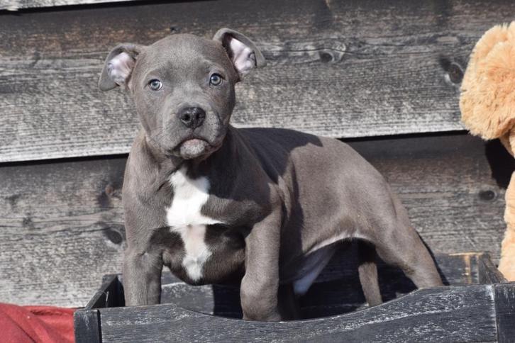 Chiots Stafford américains, Animaux & Accessoires, Chiens | Jack Russell & Terriers, Plusieurs animaux, American Staffordshire Terrier