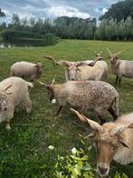 Racka lammeren 2025 ooien en ram, Meerdere dieren, Schaap, 0 tot 2 jaar