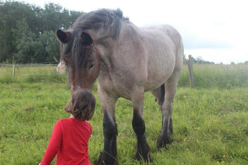 2,5 jarige trekpaard merrie, Dieren en Toebehoren, Paarden, Merrie, Onbeleerd