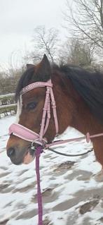 Hoofdtel tekoop met bitje, Animaux & Accessoires, Chevaux & Poneys | Brides & Harnachement, Enlèvement