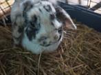 Volwassen voedster Nederlandse hagoor, Dieren en Toebehoren, Konijnen, Vrouwelijk, 0 tot 2 jaar