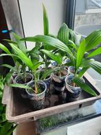 Palmboom Trachycarpus wagnerianus, Tuin en Terras, Ophalen, Winter, Vaste plant, Overige soorten