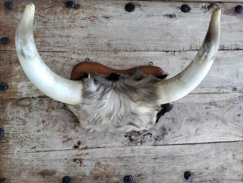 Stierengewei taxidermie, Antiek en Kunst, Curiosa en Brocante, Ophalen of Verzenden