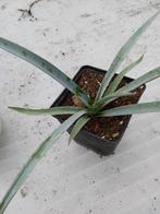 yucca torey, Tuin en Terras, Planten | Tuinplanten, Ophalen