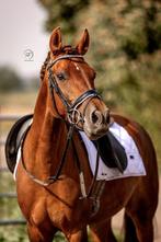 Lieve en leuke ponys te koop, Dieren en Toebehoren, Pony's, Meerdere dieren, Niet van toepassing, Dressuurpony