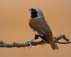 Dwergrietvink - Lonchura castaneothorax sharpii, Dieren en Toebehoren, Vogels | Overige Vogels, Mannelijk, Tropenvogel, Geringd