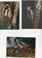 6 cartes oiseaux, Verzamelen, Postkaarten | Dieren, Ophalen of Verzenden, Vogel