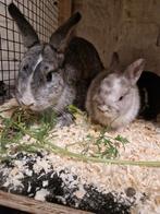 Konijn, Dieren en Toebehoren, Konijnen, Geslacht onbekend, Klein, 0 tot 2 jaar