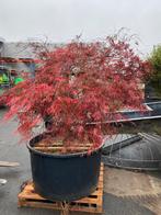 Acer palmatum dissectum zeer uniek in zijn grote, Tuin en Terras, In pot, Bloeit niet, Halfschaduw, Ophalen of Verzenden