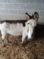 Bont kleurig ezel, Animaux & Accessoires, Moutons, Chèvres & Cochons