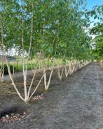 Betula meerstammige berken in soorten leverbaar, Tuin en Terras, Planten | Bomen, Ophalen of Verzenden, Herfst, In pot