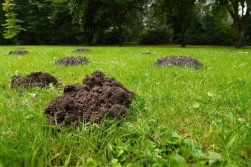Mollen in uw tuin. beschikbaar voor biedingen