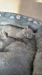 Ik verkoop mijn kitten kortse britse, Chat, Avec pedigree, 0 à 2 ans
