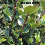 Ilex bleu prince!, Ophalen, Taxus