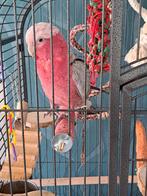 Roze kaketoe