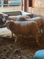 3 ooien, Dieren en Toebehoren, Schapen, Geiten en Varkens