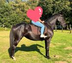 Brave kwpn merrie van 16jaar, Dieren en Toebehoren, Merrie, Gechipt, 11 jaar of ouder, Recreatiepaard