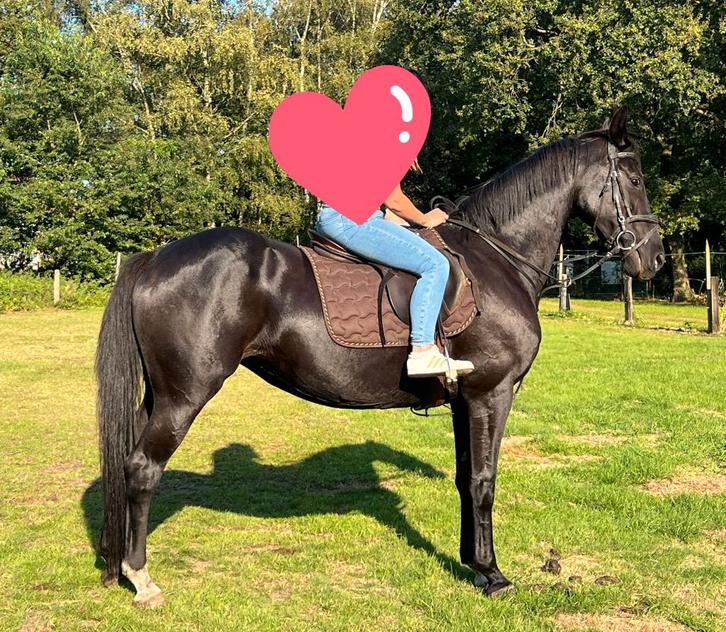 Brave kwpn merrie van 16jaar, Animaux & Accessoires, Chevaux, Jument, 165 à 170 cm, 11 ans ou plus, Cheval de récréation, Avec pedigree