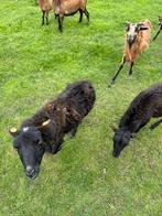 2 Kameroen schaap ooien zwart, Mouton, Femelle
