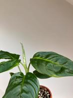 Dieffenbachia reflector, Ophalen