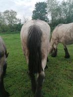 Trekpaard, Dieren en Toebehoren, Paarden, Merrie