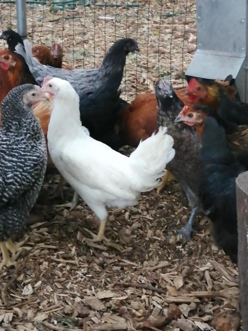 witte legkip , leghorn, Dieren en Toebehoren, Pluimvee