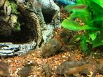Pleco borstelneuzen 5a6cm 15 stuks, Dieren en Toebehoren, Vissen | Aquariumvissen, Vis