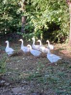 ganzen, koppel, Dieren en Toebehoren, Vogels | Overige Vogels