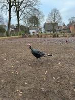 Kalkoenen, Dieren en Toebehoren, Meerdere dieren, Kalkoen