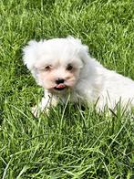 Maltezer pup, Dieren en Toebehoren, België, Maltezer, CDV (hondenziekte), 8 tot 15 weken