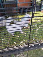 Eekhoorn, Dieren en Toebehoren, Knaagdieren
