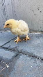 1 brahma en 1 mechelse koekoek week oud, Dieren en Toebehoren, Pluimvee