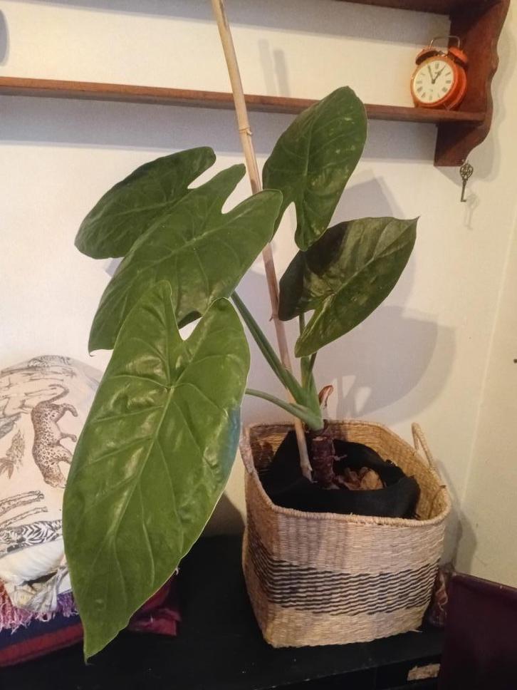 Alocacia, Huis en Inrichting, Kamerplanten, Overige soorten, Ophalen