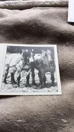 Paarden, Collections, Images pieuses & Faire-part, Enlèvement ou Envoi