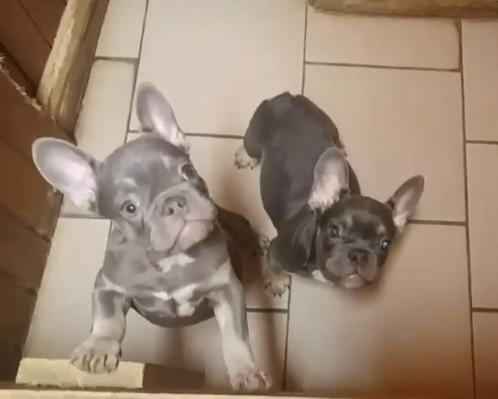 Franse bulldog pups Bleu- tan en Platinum kleurig, Dieren en Toebehoren, Honden | Bulldogs, Pinschers en Molossers, Meerdere dieren