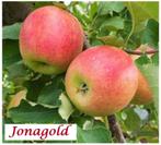 APPELBOMEN : HALFSTAM 22€/stuk (BOMEN VAN 1,80 - 2 METER), Tuin en Terras, Ophalen, Volle zon, Vaste plant, Fruitplanten