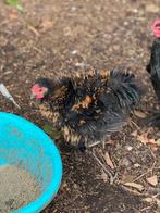 Kuikens cochin en zijdehoen krul en zijdeveer, Dieren en Toebehoren, Pluimvee, Meerdere dieren, Kip