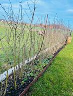 Haie de troènes, Enlèvement