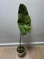Philodendron Paraiso Verde, Enlèvement ou Envoi