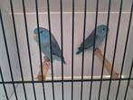 Forpussen, Dieren en Toebehoren, Vogels | Parkieten en Papegaaien