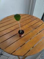 Plant Alocasia Zebrina 1, Tuin en Terras, Ophalen of Verzenden