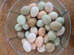 Oeufs fécondes à couver frais du jour 12€/12 pièces, Divers, Produits alimentaires, Enlèvement ou Envoi