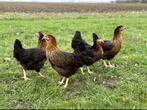 Superbes poules pondeuses Harco