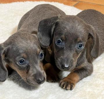 teckel pups,teefjes,dwerg beschikbaar voor biedingen