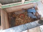Jonge vleeskonijnen vlinder, Dieren en Toebehoren, Konijnen, Vrouwelijk
