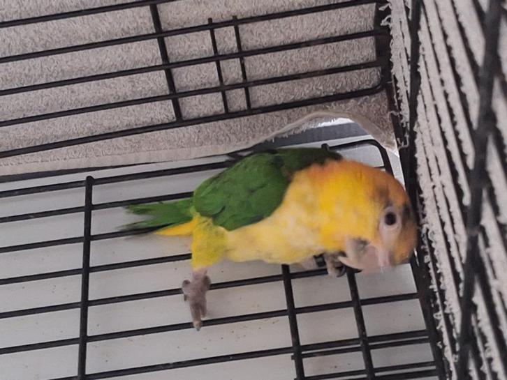 Roestkop caique, Dieren en Toebehoren, Vogels | Parkieten en Papegaaien, Papegaai, Geslacht onbekend, Geringd