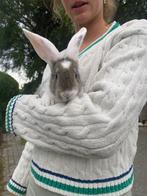 9 super mooie vlaamse reuzen te koop, Dieren en Toebehoren, Konijnen, Groot, Hangoor