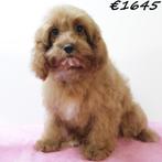 Superlieve Cavapoo pups te koop, Dieren en Toebehoren, 15 weken tot 1 jaar, Buitenland, CDV (hondenziekte), Meerdere
