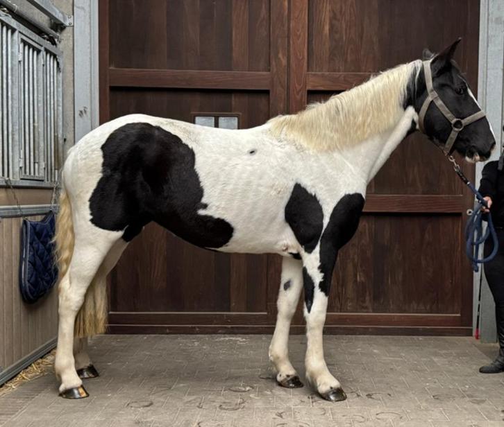 Mooie bonte merrie, Dieren en Toebehoren, Paarden, Merrie, Niet van toepassing, Minder dan 160 cm, 3 tot 6 jaar, Recreatiepaard